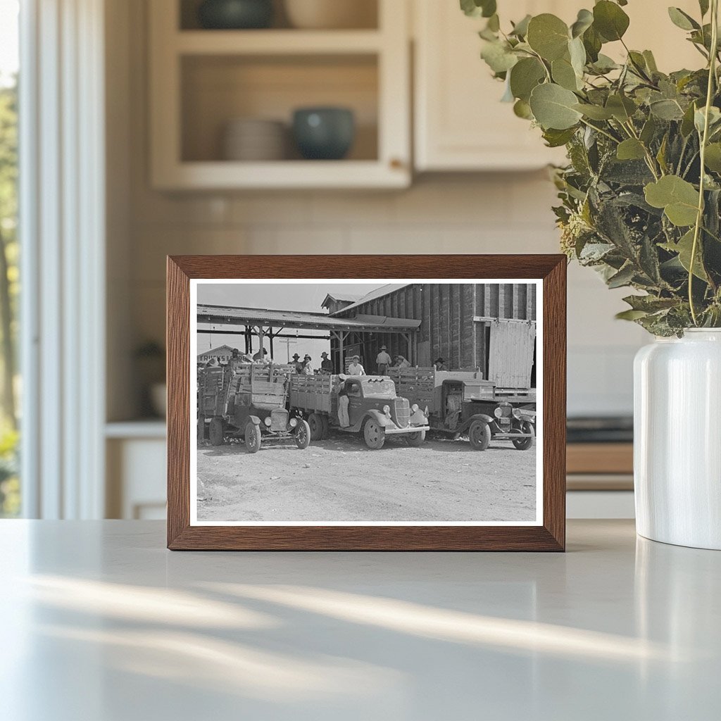 Truckload of Cabbages at Packing Shed Alamo Texas 1939