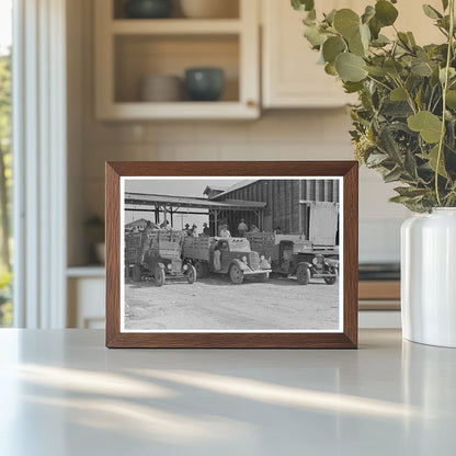 Truckload of Cabbages at Packing Shed Alamo Texas 1939