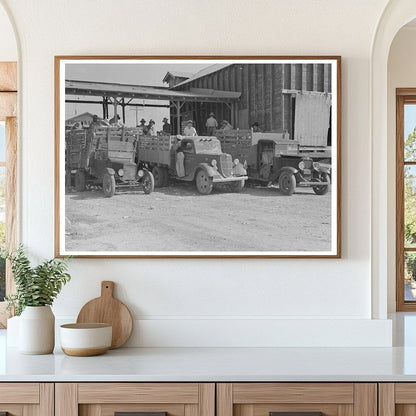 Truckload of Cabbages at Packing Shed Alamo Texas 1939