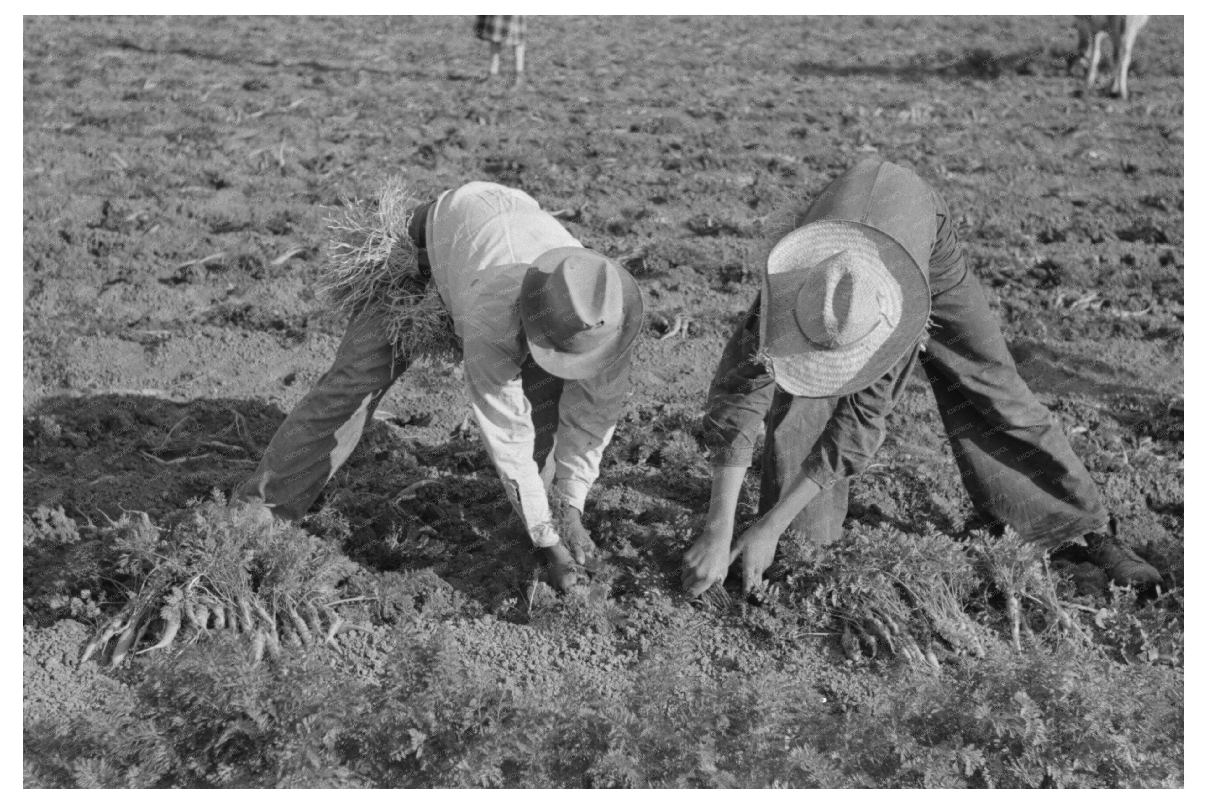 Workers Harvesting Carrots in Santa Maria Texas 1939