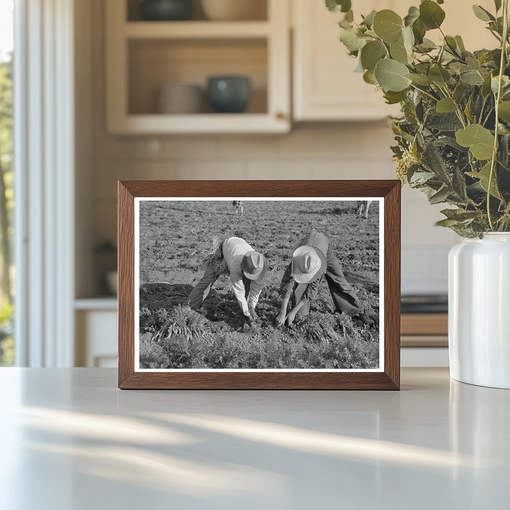 Workers Harvesting Carrots in Santa Maria Texas 1939