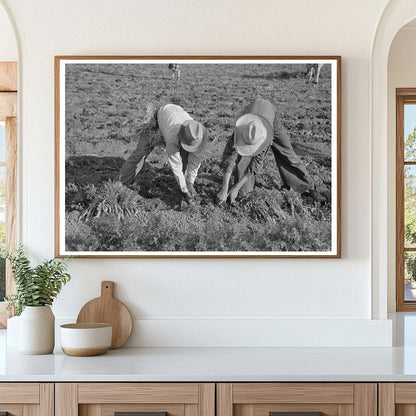 Workers Harvesting Carrots in Santa Maria Texas 1939