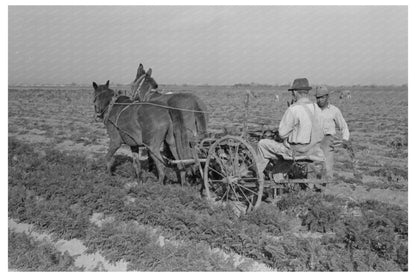 Agricultural Workers Plowing Carrots Santa Maria Texas 1939