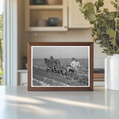 Agricultural Workers Plowing Carrots Santa Maria Texas 1939