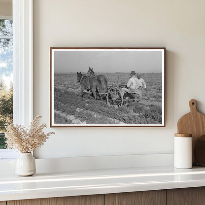 Agricultural Workers Plowing Carrots Santa Maria Texas 1939