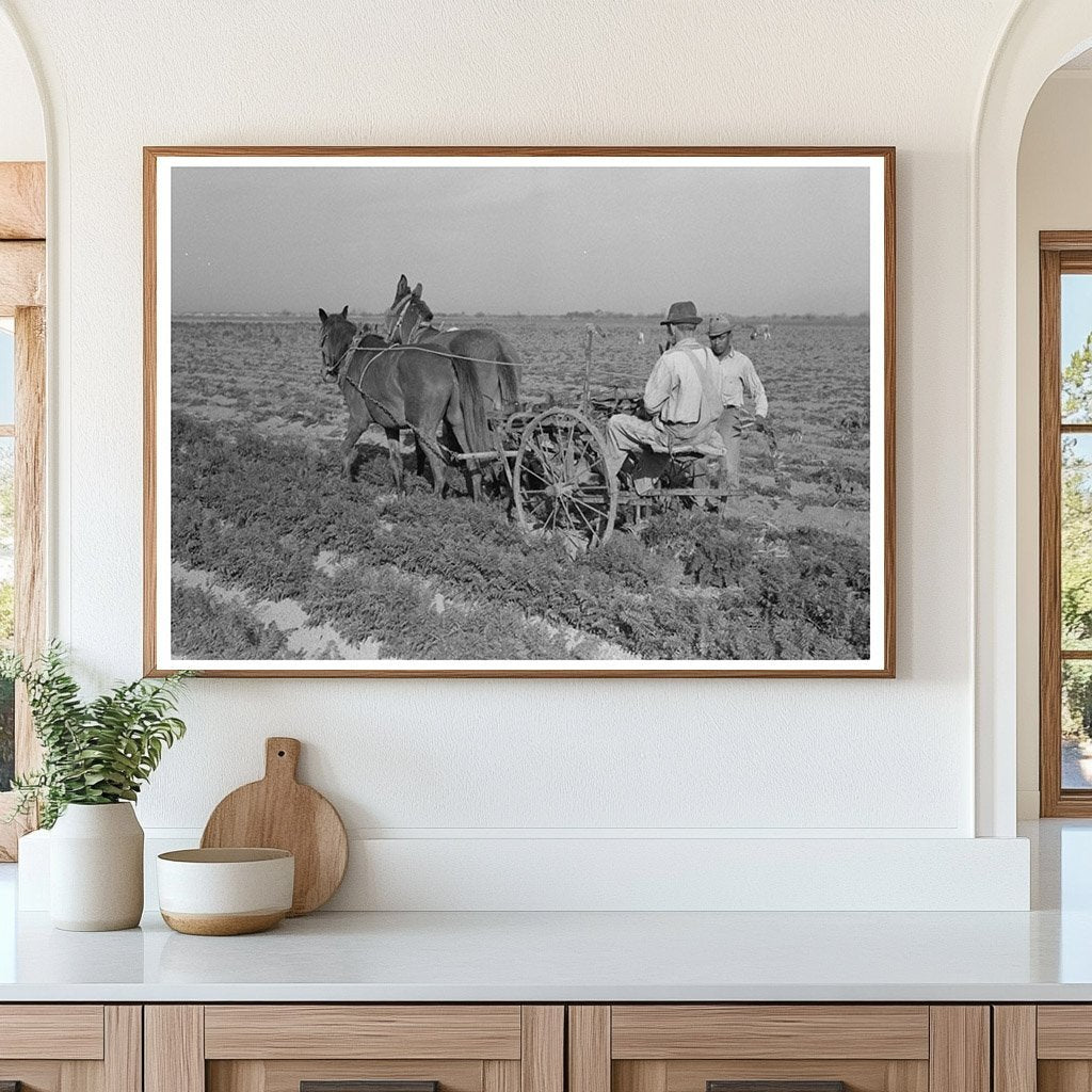 Agricultural Workers Plowing Carrots Santa Maria Texas 1939