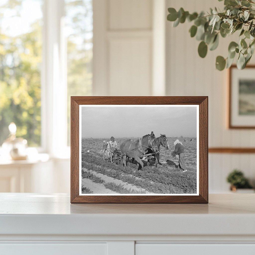 Carrot Harvesting Technique in Santa Maria Texas 1939