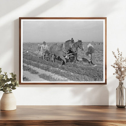 Carrot Harvesting Technique in Santa Maria Texas 1939