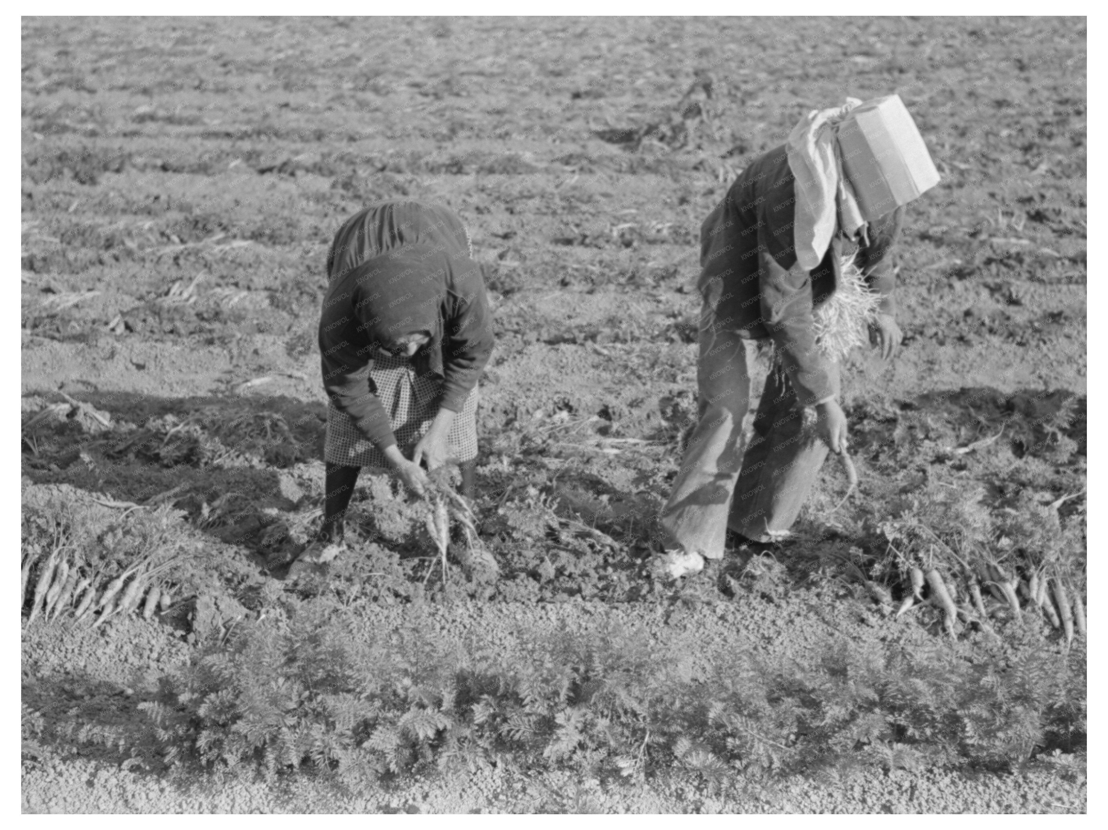 Carrot Harvesting in Santa Maria Texas February 1939