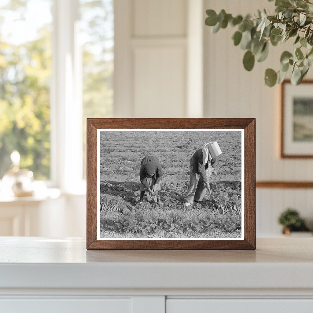 Carrot Harvesting in Santa Maria Texas February 1939