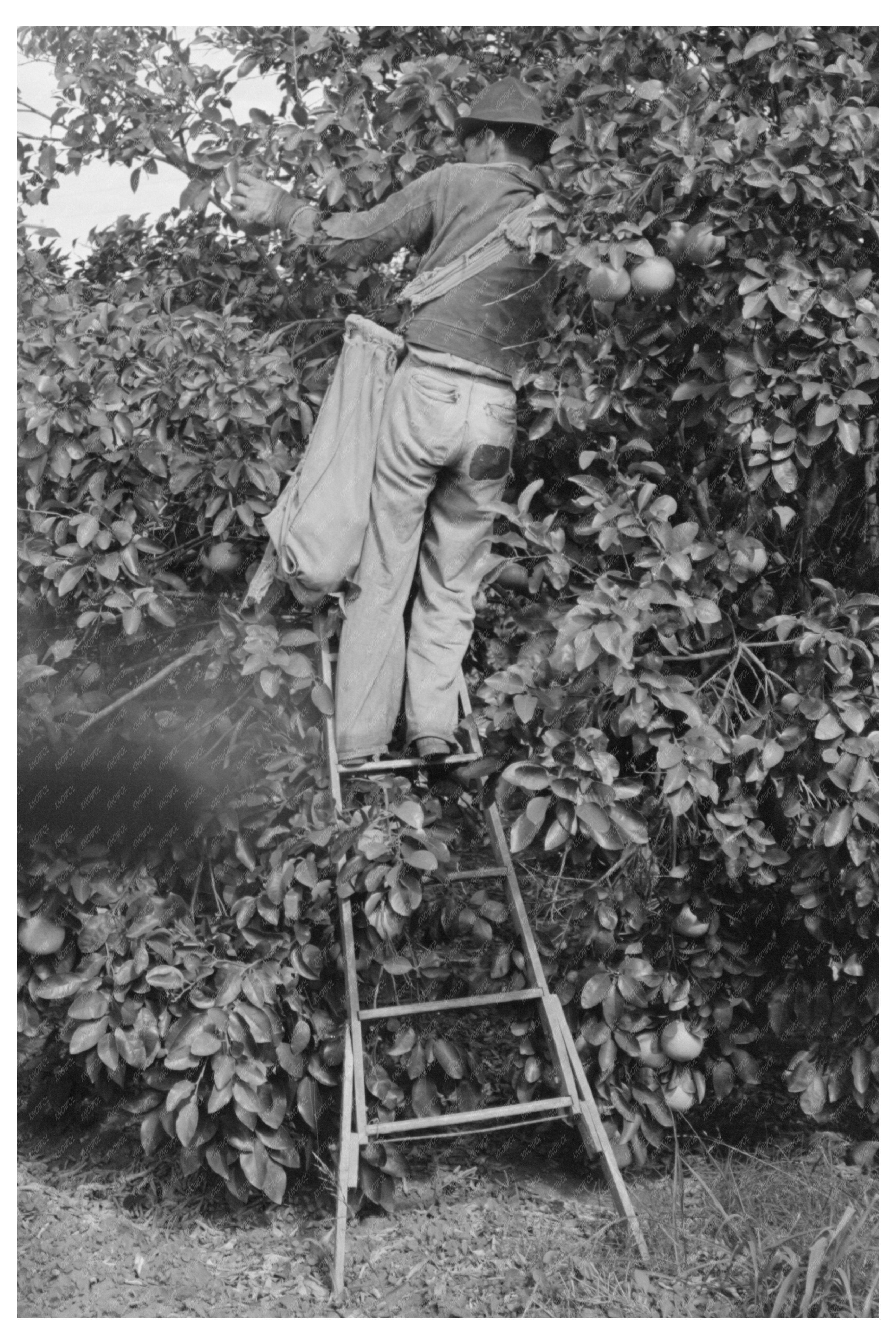 Grapefruit Picking Near Weslaco Texas February 1939