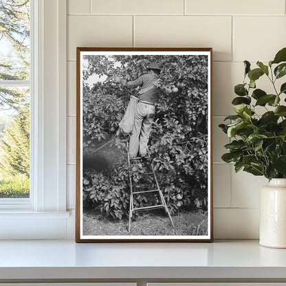 Grapefruit Picking Near Weslaco Texas February 1939