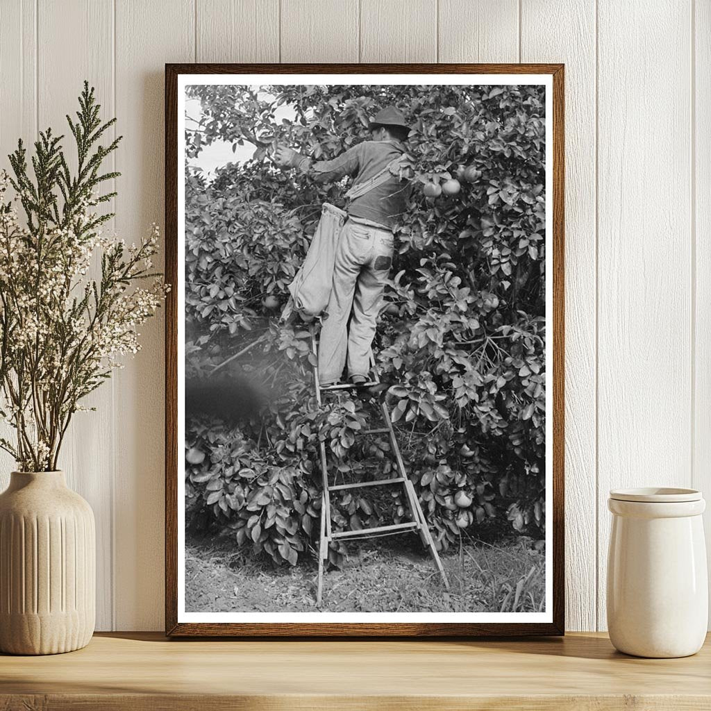 Grapefruit Picking Near Weslaco Texas February 1939