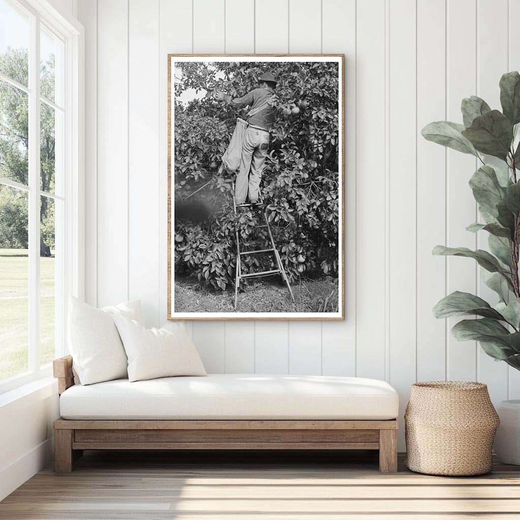 Grapefruit Picking Near Weslaco Texas February 1939