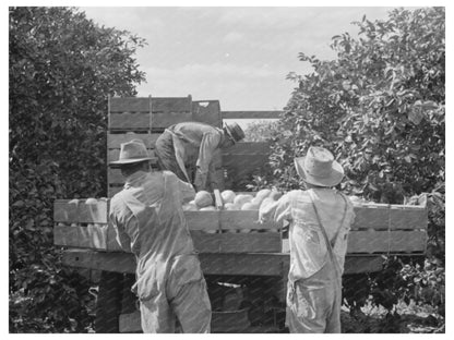 Grapefruit Boxes Loaded on Truck Weslaco Texas 1939