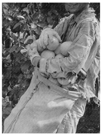 Grapefruit Harvest in Weslaco Texas 1939