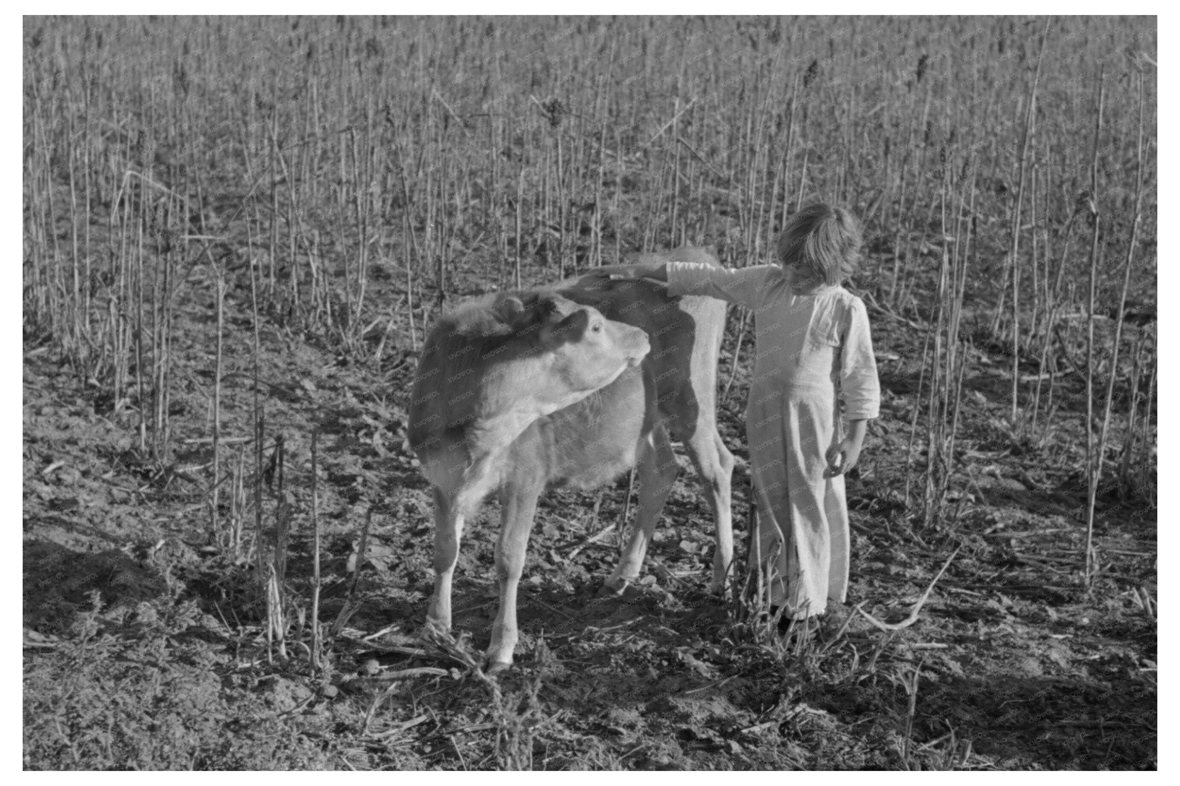 Young Girl and Calf in Rural Texas February 1939