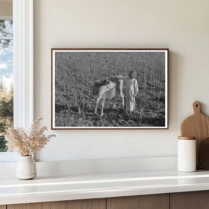 Young Girl and Calf in Rural Texas February 1939