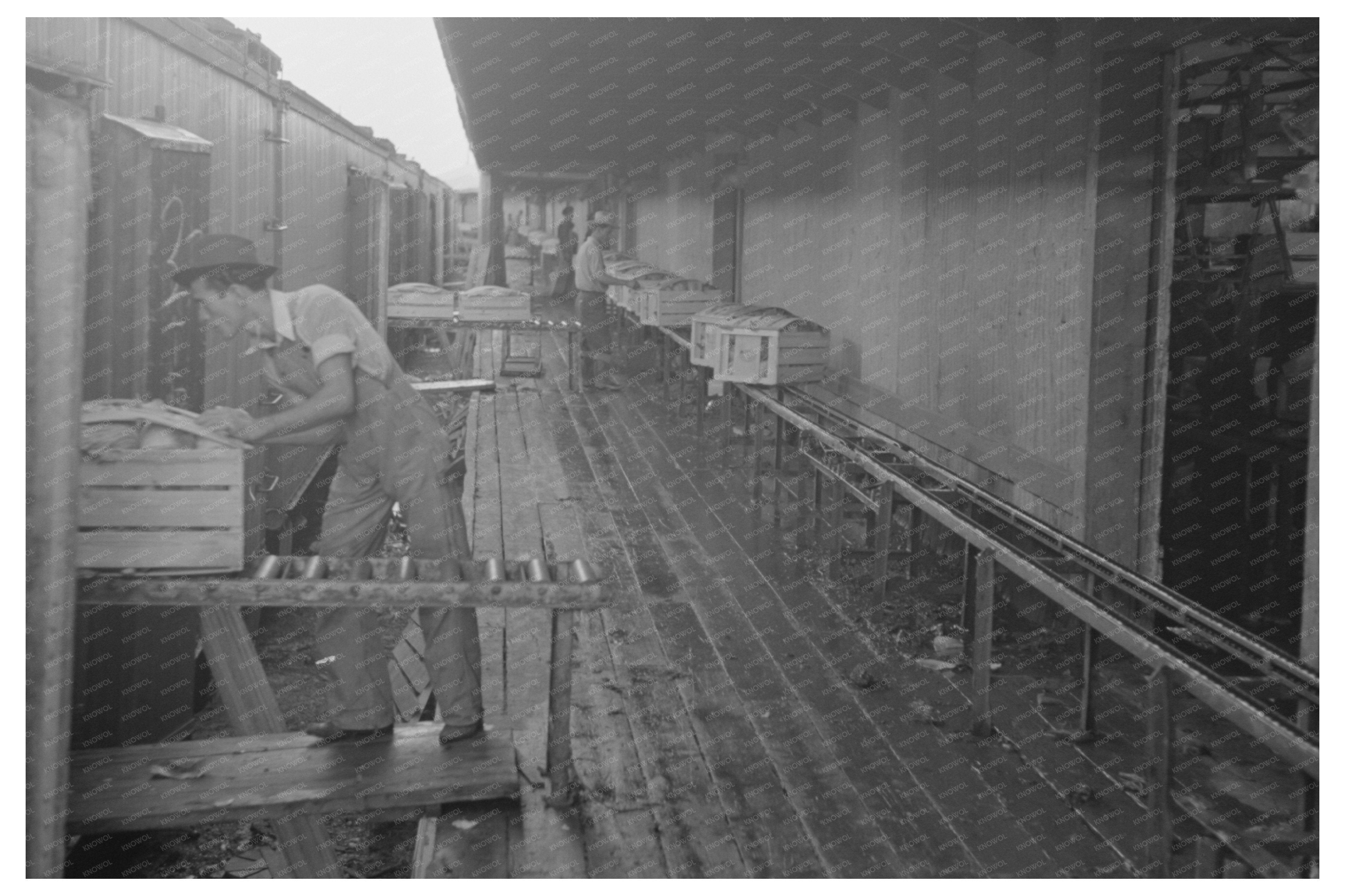 Vegetable Packing House in Elsa Texas 1939