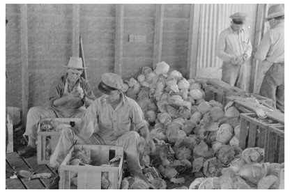 Workers Packing Cabbages in Alamo Texas February 1939