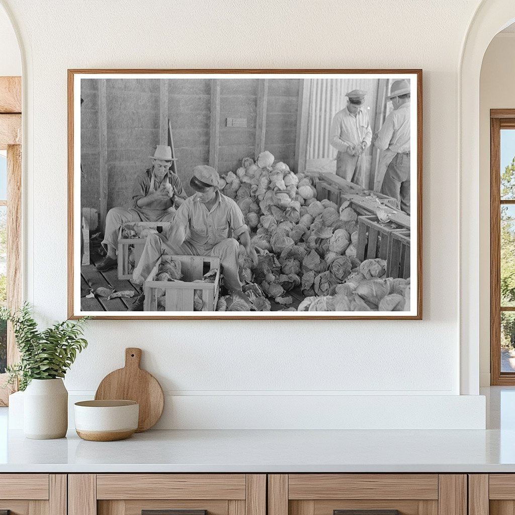 Workers Packing Cabbages in Alamo Texas February 1939