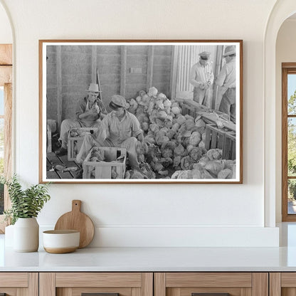 Workers Packing Cabbages in Alamo Texas February 1939