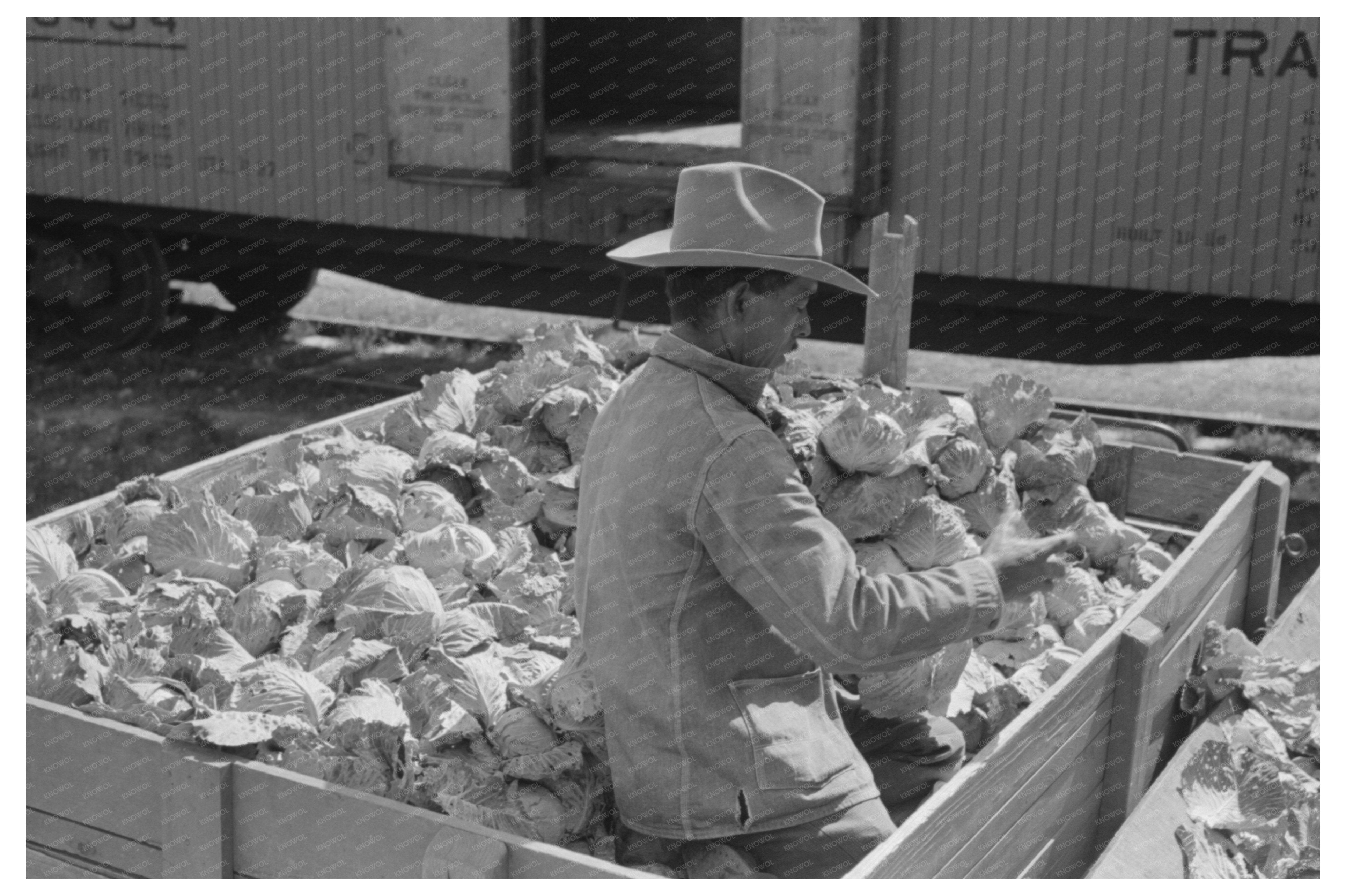 Workers Grading Cabbages in Alamo Texas February 1939