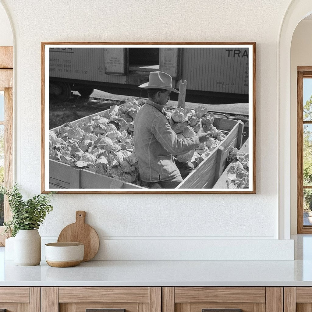 Workers Grading Cabbages in Alamo Texas February 1939