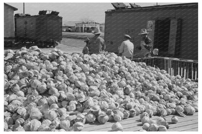 Cabbages in Alamo Texas February 1939 FSA Collection