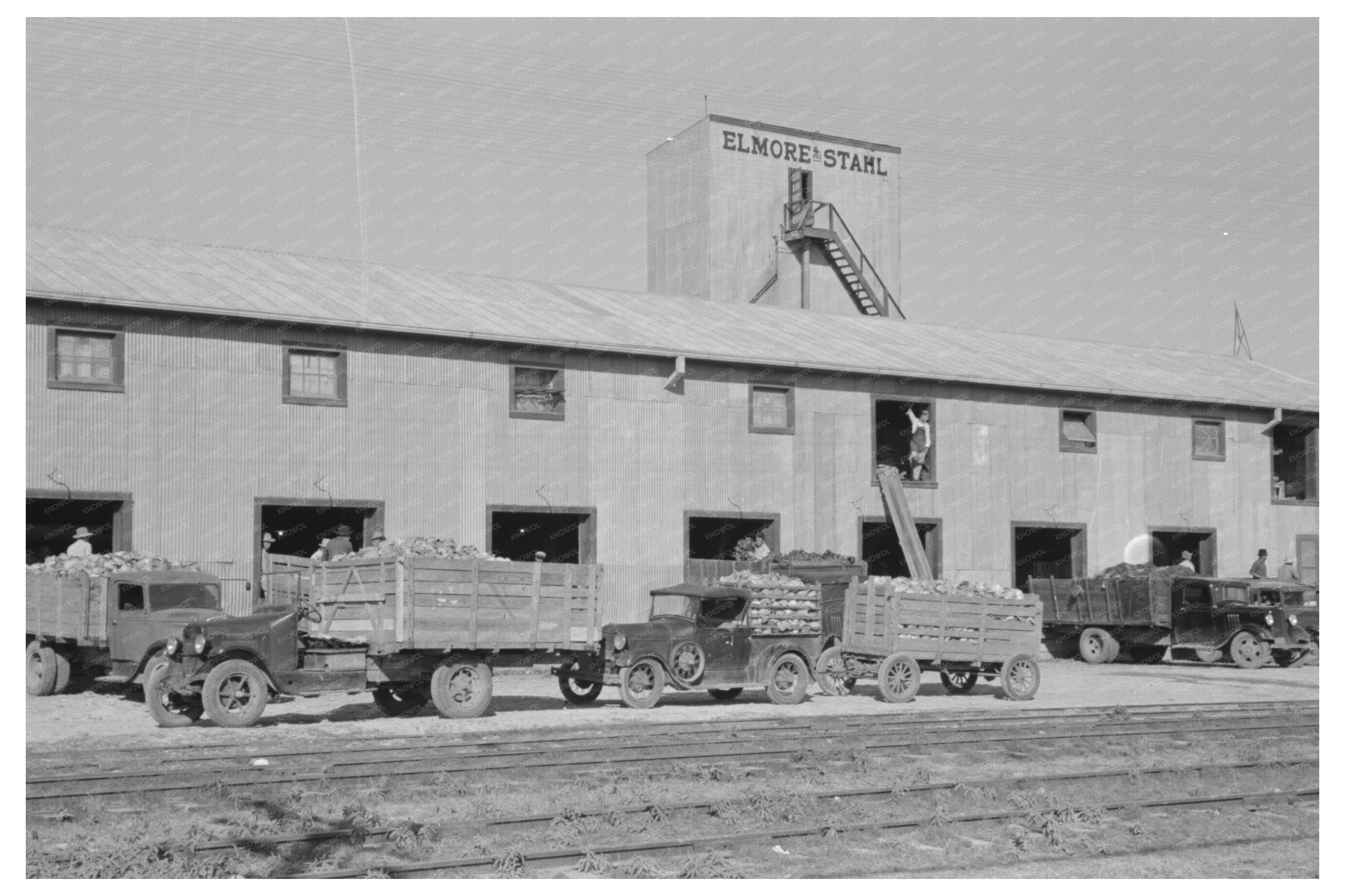 Vegetable Packing Shed in Pharr Texas February 1939