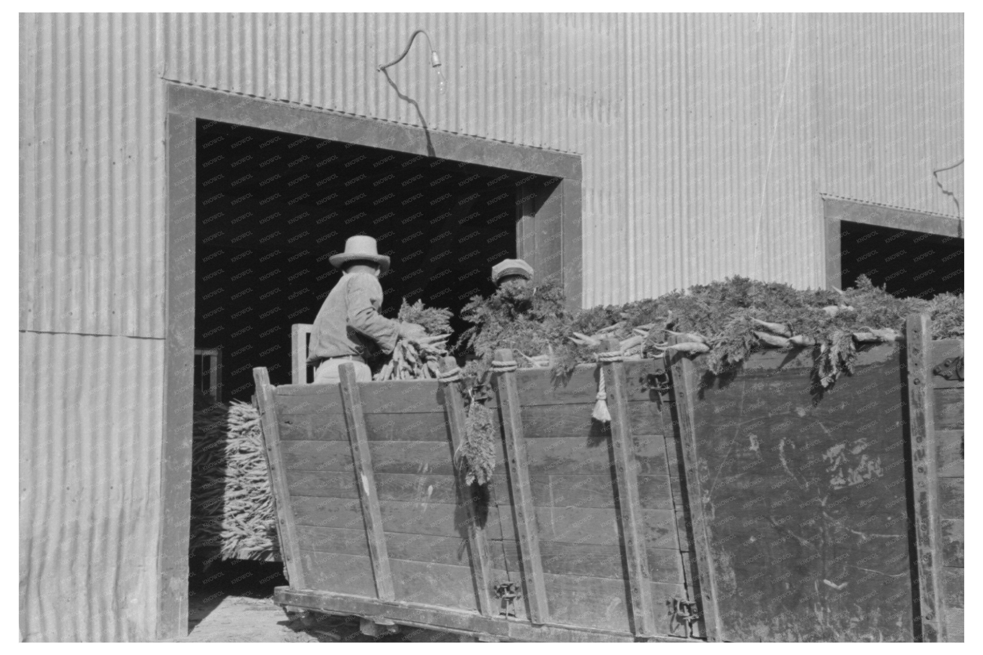 Carrot Unloading at Pharr Texas Packing Plant 1939