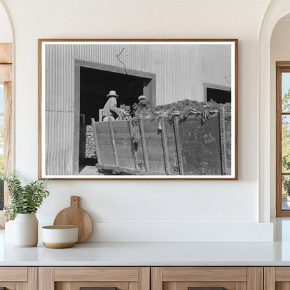 Carrot Unloading at Pharr Texas Packing Plant 1939