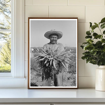 Mexican Laborer Harvesting Carrots Edinburg Texas 1939