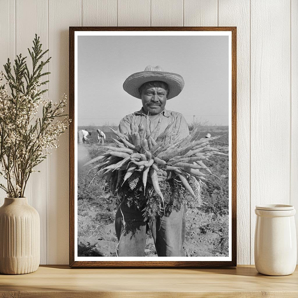 Mexican Laborer Harvesting Carrots Edinburg Texas 1939