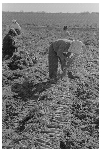 Workers Bunching Carrots in Edinburg Texas 1939