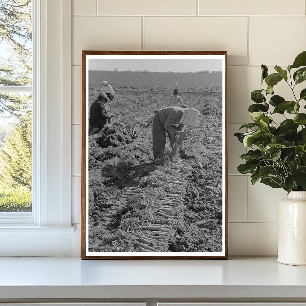 Workers Bunching Carrots in Edinburg Texas 1939