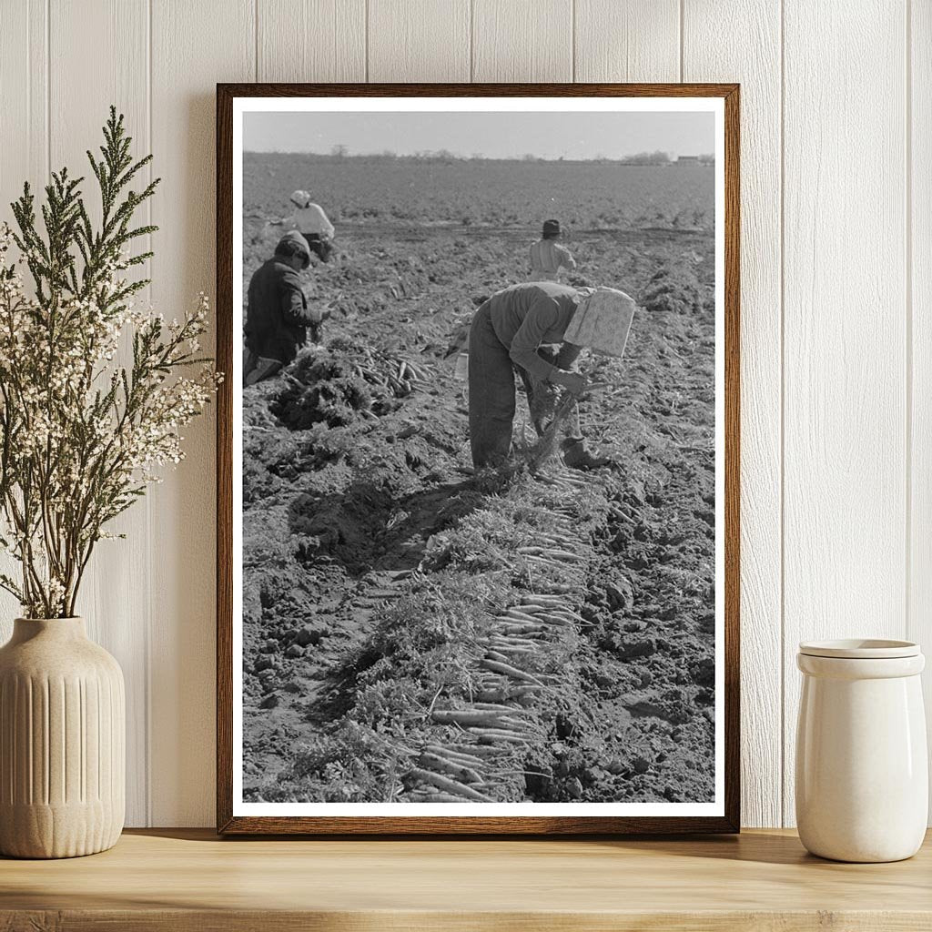 Workers Bunching Carrots in Edinburg Texas 1939