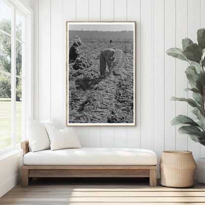 Workers Bunching Carrots in Edinburg Texas 1939