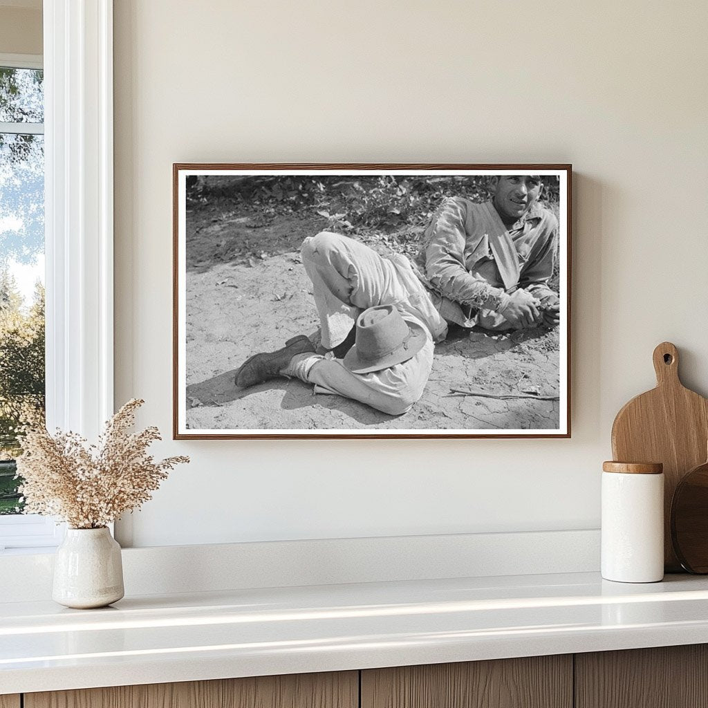 1939 Mexican Citrus Worker Picking Grapefruit in Texas