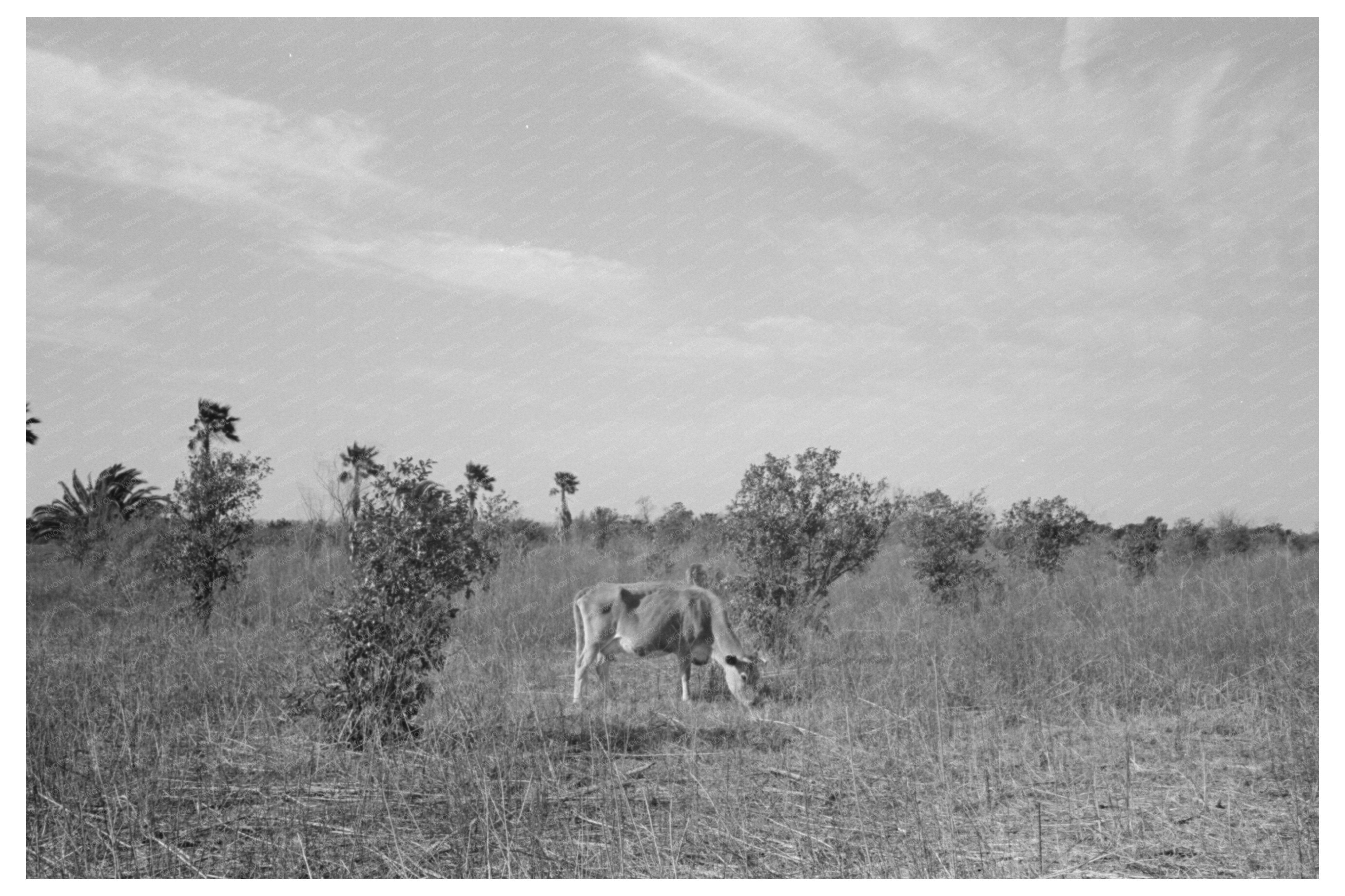 Abandoned Citrus Orchard Grazing Cows Santa Maria 1939