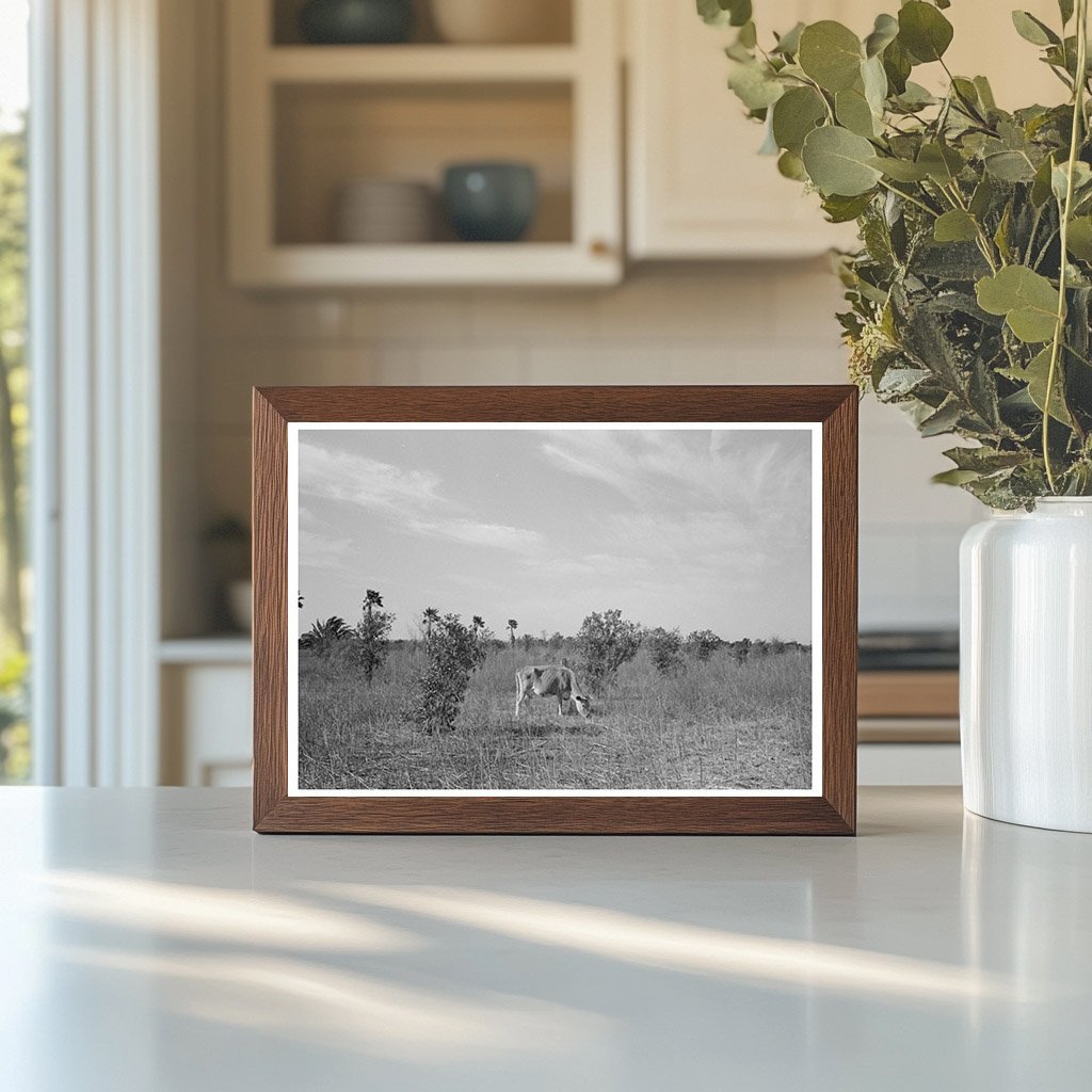 Abandoned Citrus Orchard Grazing Cows Santa Maria 1939