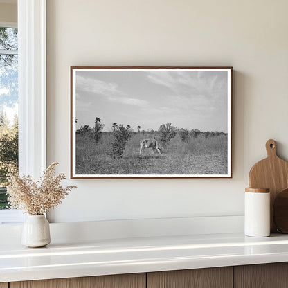 Abandoned Citrus Orchard Grazing Cows Santa Maria 1939