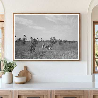 Abandoned Citrus Orchard Grazing Cows Santa Maria 1939