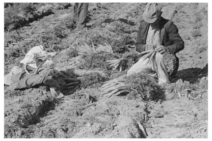 Workers Tying Carrots in Edinburg Texas February 1939