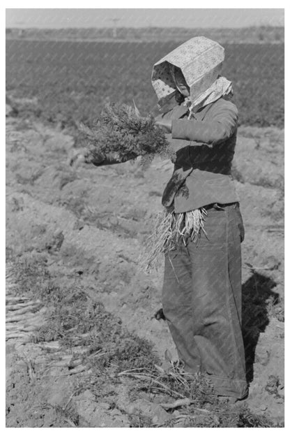 Young Mexican Girl Gathering Carrots Edinburg Texas 1939