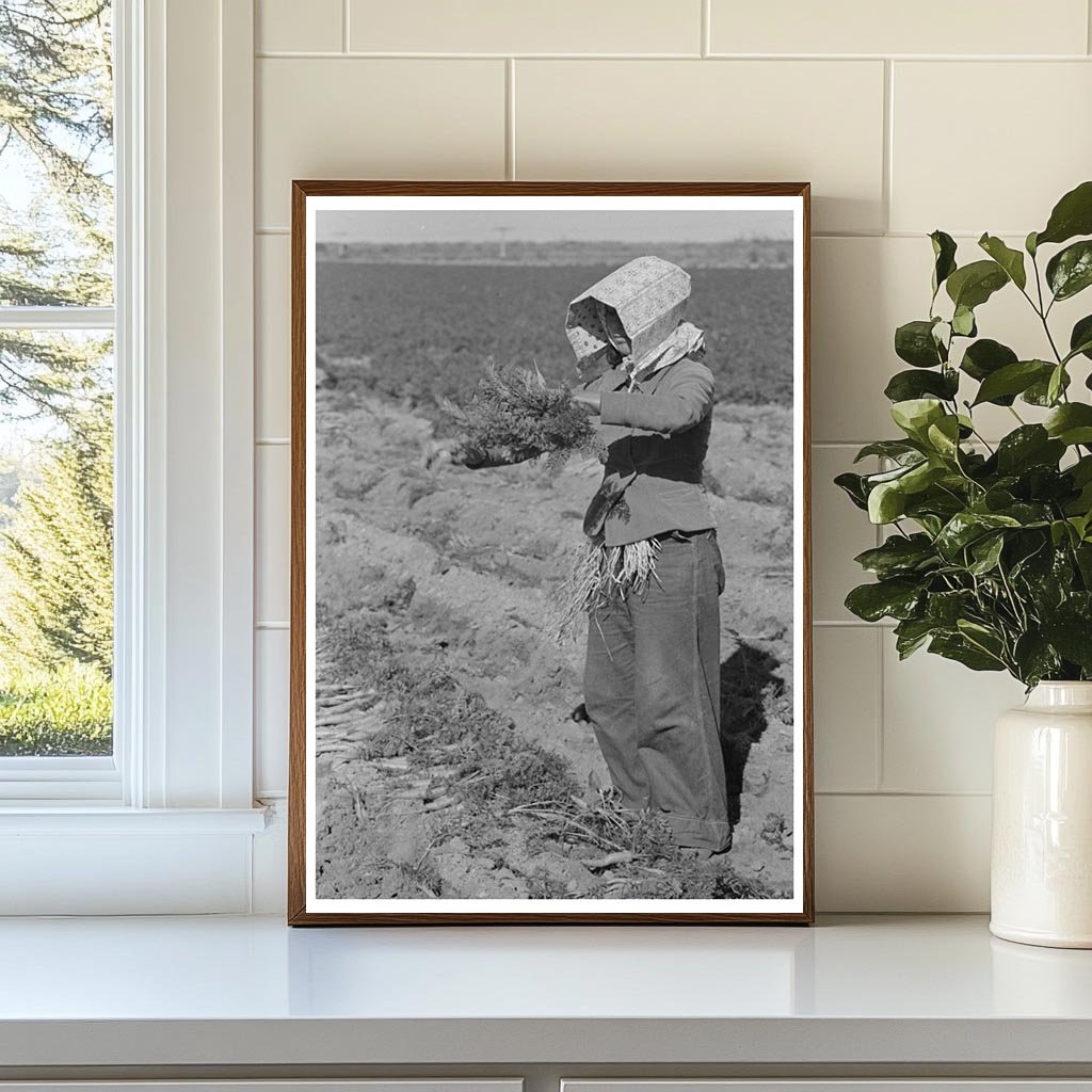 Young Mexican Girl Gathering Carrots Edinburg Texas 1939