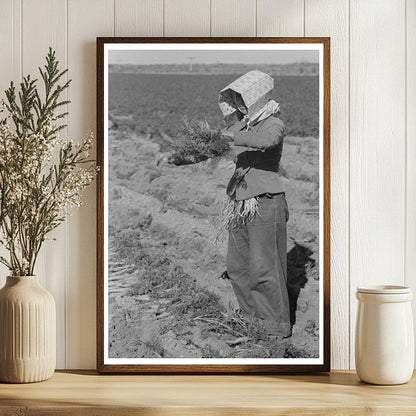 Young Mexican Girl Gathering Carrots Edinburg Texas 1939