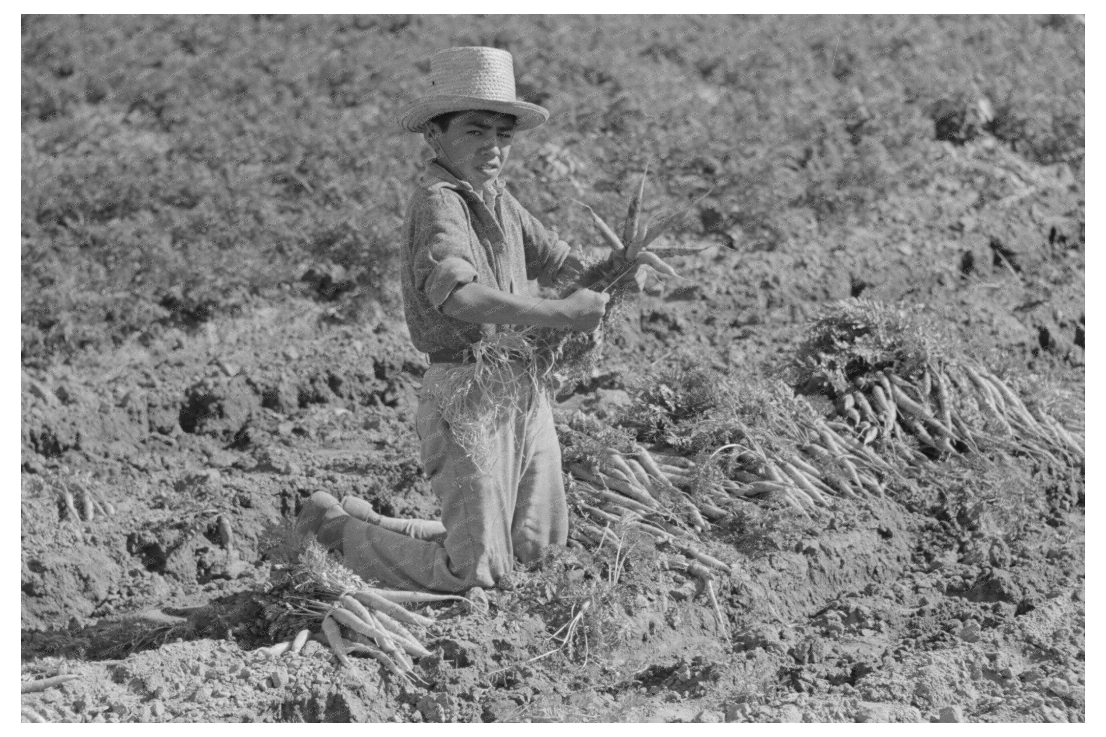 Vintage 1939 Photo of Mexican Boy Bunching Carrots Texas