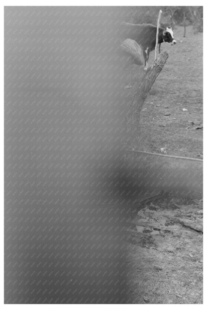 Child Climbing Fence with Water Pail Harlingen Texas 1939