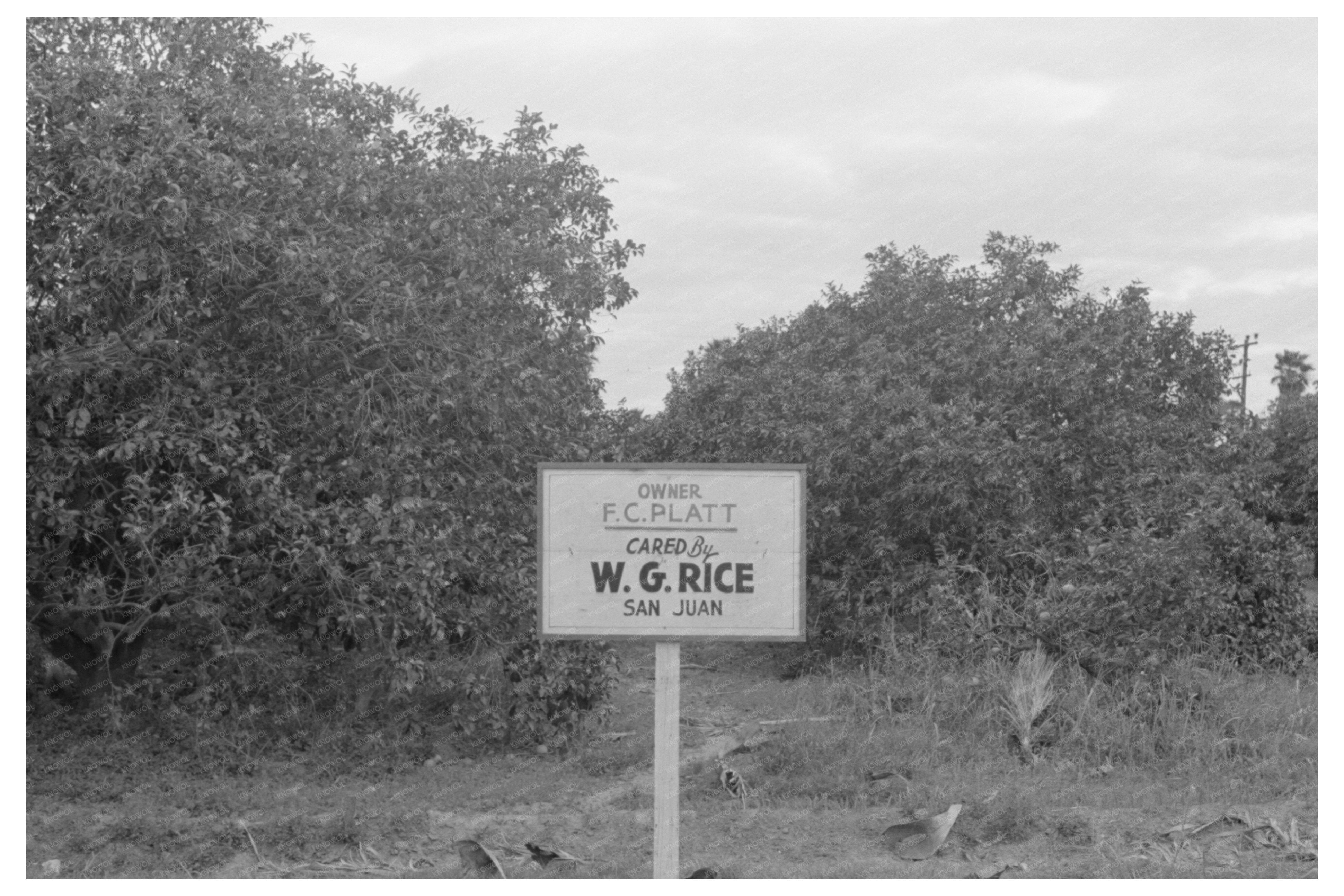 Citrus Grove Sign San Juan Texas Grapefruit Picking 1939